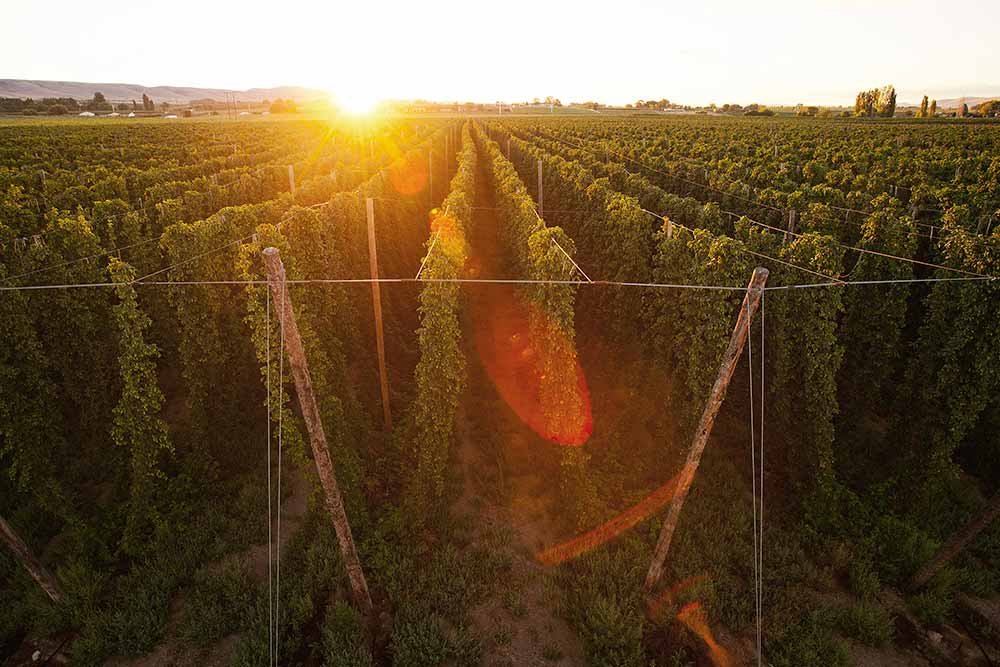 bale breaker brewing company hop field