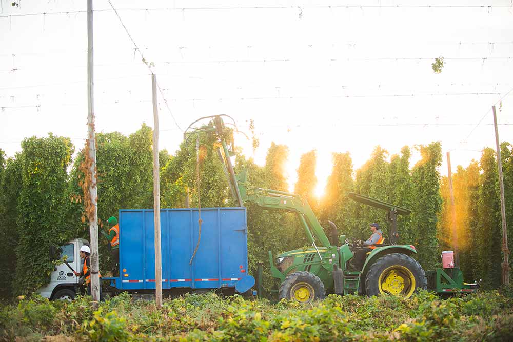 bale breaker brewing company hop harvest