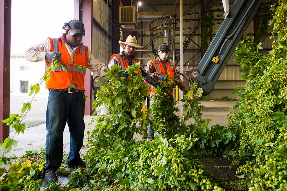 bale breaker brewing company hop harvest