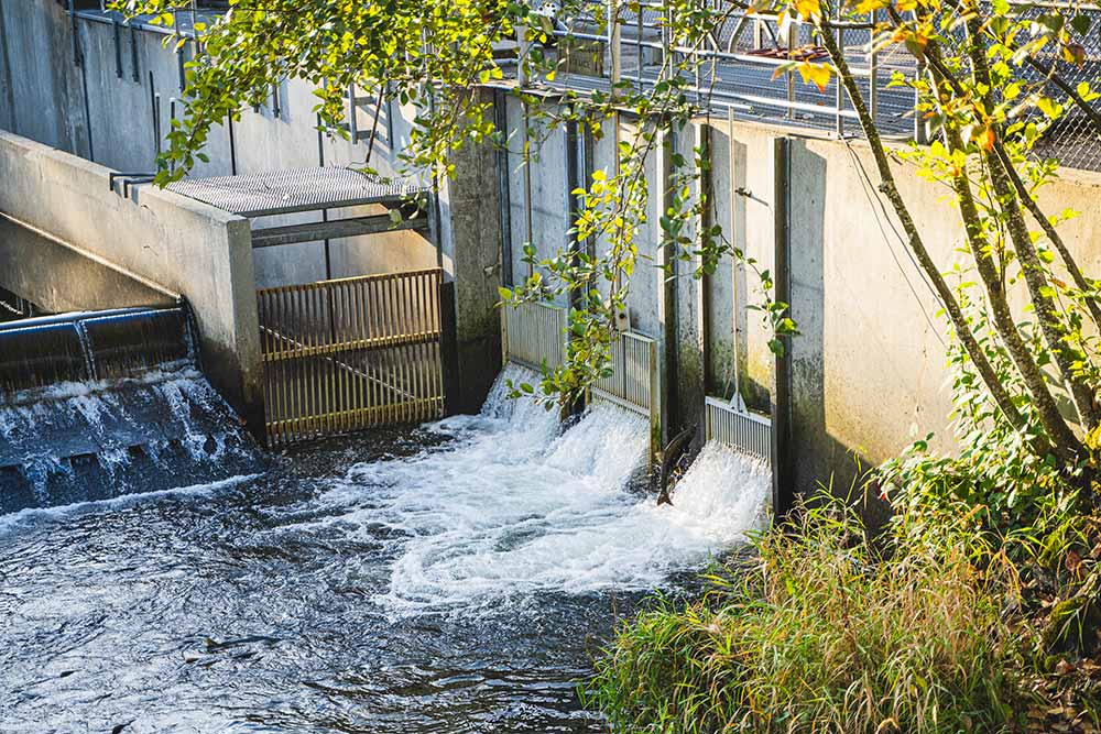 bellevue issaquah salmon hatchery