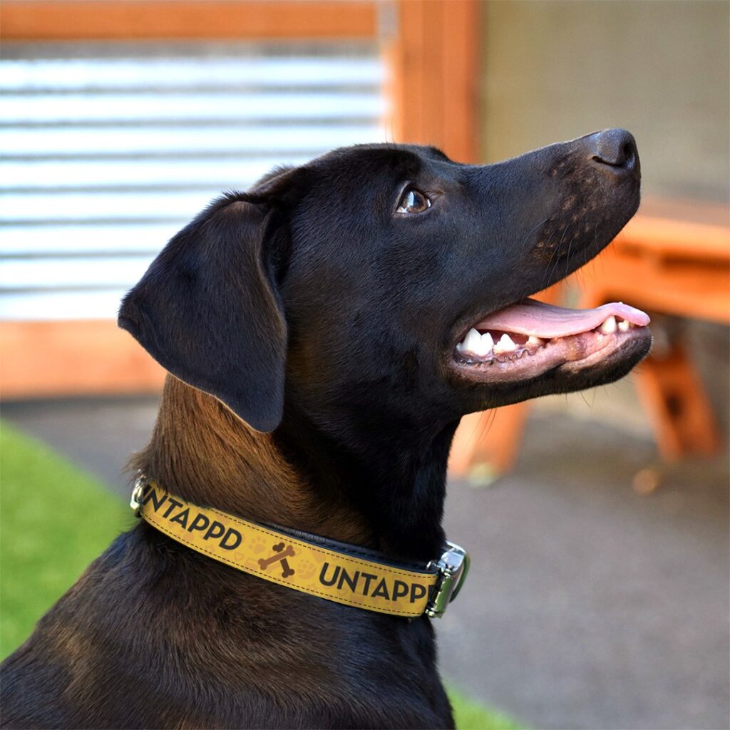 untappd dog collar