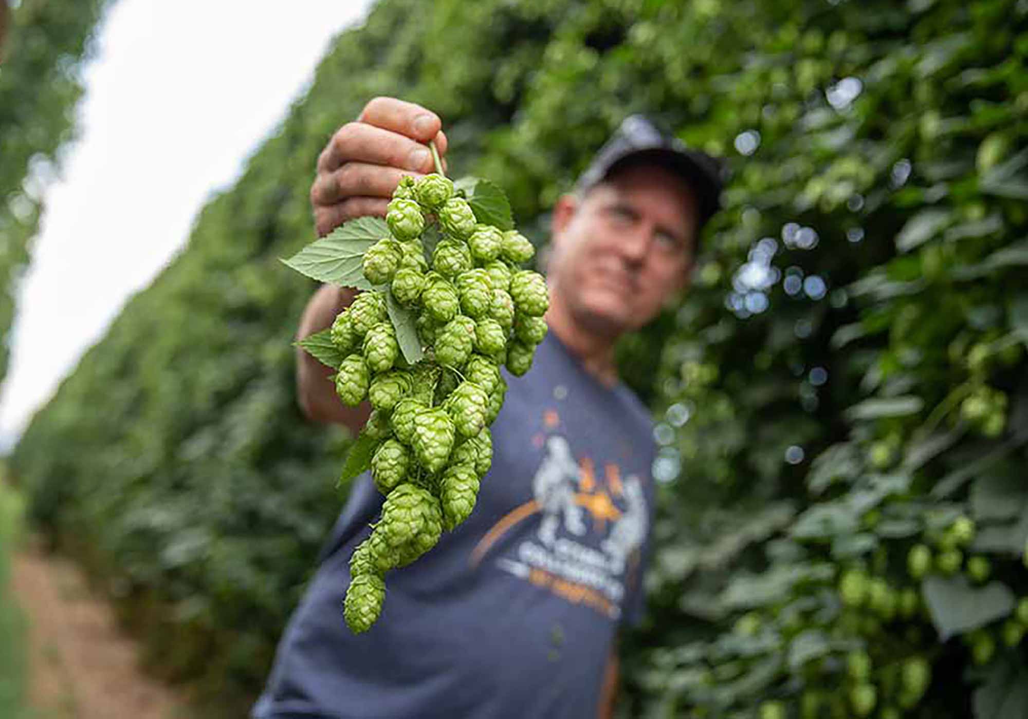 The Beer Pilgrim The Beer Pilrim's Guide to Hops and The Tassie Hop Harvest