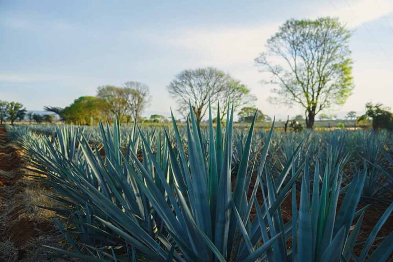 The 11 Top Tequilas to Try in 2023 • Hop Culture