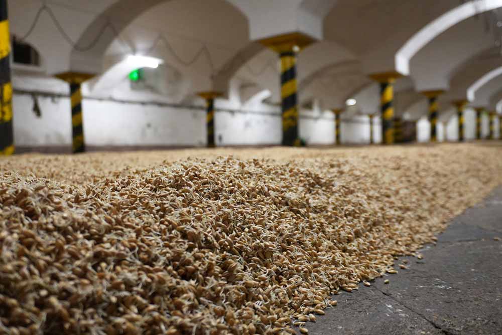 pivovar ferdinand brewery malthouse drying floor malt close up czech republic