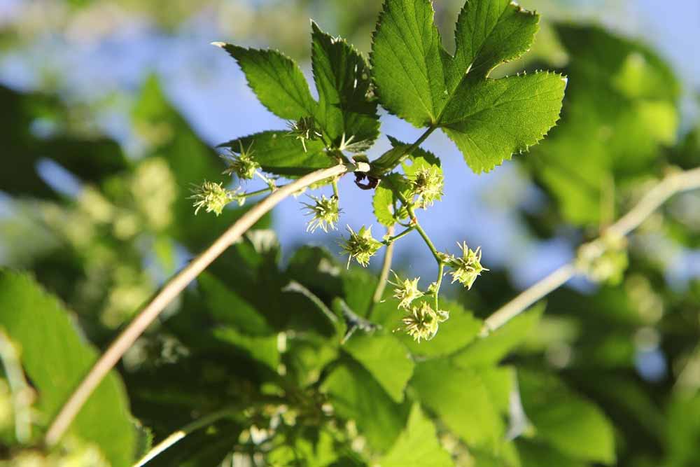 bohemia hop kazbek hops blossom