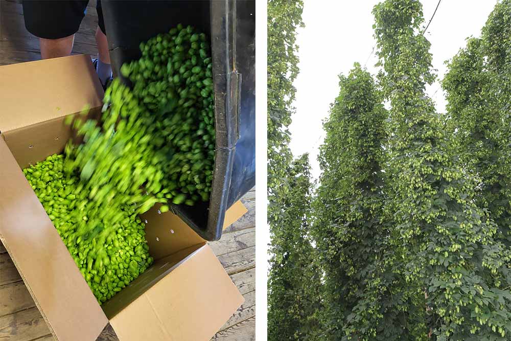 bohemia hop kazbek hops production and harvest