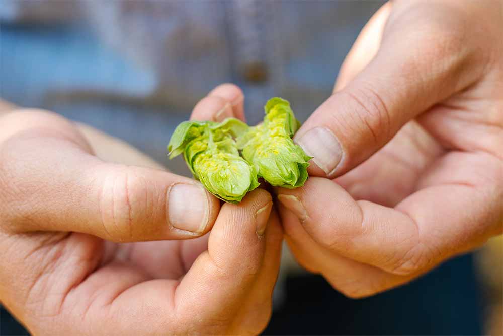 mill 95 idaho hops